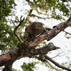 Kea, Aspiring National Park, New Zealand