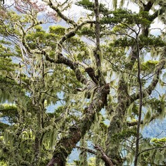 Kea, Aspiring National Park, New Zealand