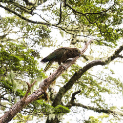 Fototapeta na wymiar Kea, Aspiring National Park, New Zealand