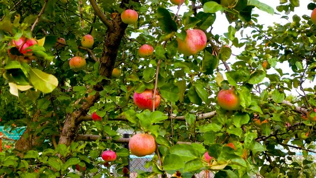 On the branches of the apple tree in the garden hang ripe red apples. Harvesting apples and fruits in autumn. Garden care and apple growing