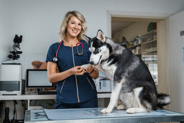 Fototapeta na wymiar Portrait of glad female veterinarian inspecting health status of siberian husky dog.