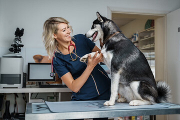 Shot of female veterinarian checking up purebred husky dog in hospital room. - obrazy, fototapety, plakaty