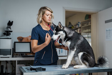 Shot of female vet examining pedigreed siberian husky dog in hospital.