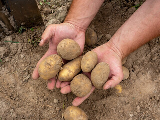 Close-up of fresh large potatoes dug out of the ground in men's hands. The concept of harvesting. A fruitful year. Top view, flat lay