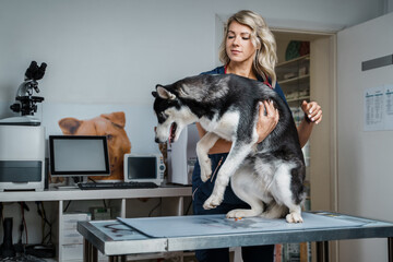 Fototapeta na wymiar Portrait of siberian husky doggy at veterinarian's appointment in modern clinic.