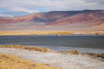 Desert landscape of northwestern Argentina