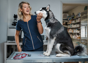 Portrait of smiling female veterinarian and her cute siberian dog in veterinary hospital.