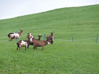 Ziegen auf de rgrünen Wiese