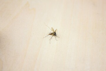Mosquito killed on a wooden surface.
