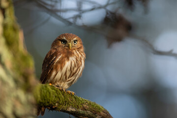 Pygmy Owl, sitting on tree branch with clear forest background. Eurasian tinny bird in the habitat. Beautiful bird on mossy branch.Wildlife scene from wild nature