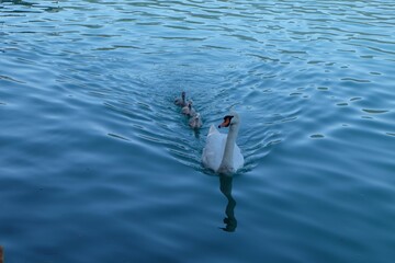 Obraz premium Swan family