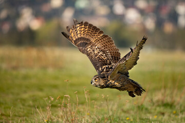 Eurasian Eagle Owl, Bubo bubo,  in natural environment.Wildlife scene from nature. Bird in fly, owl behaviour