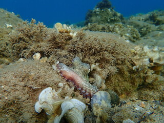 Common octopus (Octopus vulgaris) undersea, Aegean Sea, Greece, Halkidiki
