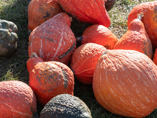 gourd patch 