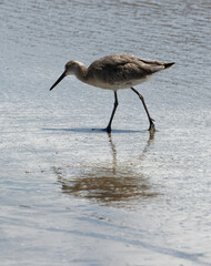 heron on the beach