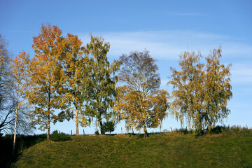 Fototapeta premium autumn trees by a pasture