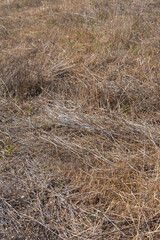 Fototapeta premium dried weeds in the field