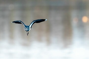 Shallow focus of a lapwing flying over the water