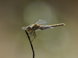 Dragonfly in their natural environment.