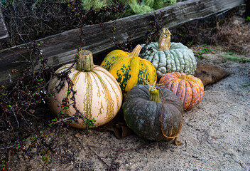 group of naturally colorful hybrid pumpkins in autumn colors on ground along rustic wood rail fences - 536625206