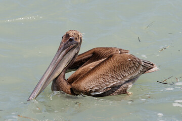 pelican on the water