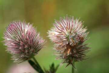 Hares foot clover flower in close up
