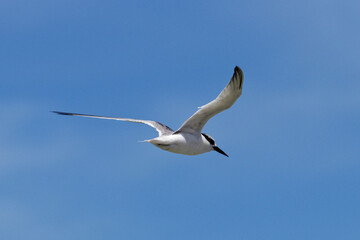Naklejka premium seagull in flight