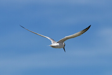 seagull in flight