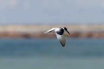 seagull in flight