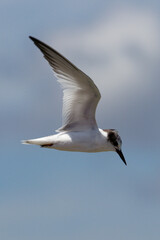 seagull in flight