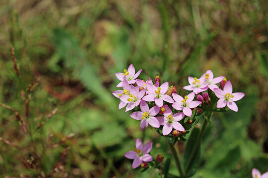 Pink centaury flowers in close up