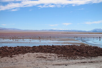 Desert landscape of northwestern Argentina