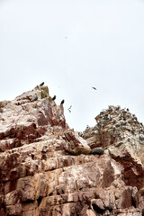 The Ballestas Islands are a group of islands near the city of Pisco, in Peru. They are made up of rock formations where an important marine fauna is found, with guano birds such as the guanay, the boo