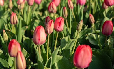 Tulip field. Tulips in close-up isolated against a blurred green background. Fresh spring flowers.