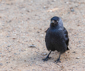Close-up of a jackdaw sitting on a sandy bottom