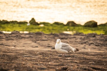 seagull on the beach of westkapelle netherlands