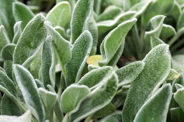 Closeup of silvery shaggy leaves of lamb's-ear plants or stachys byzantina, stachys lanata, woolly hedgenettle