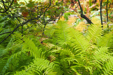 Dense thickets of fern or dryopteris in autumn forest. Beautiful nature background