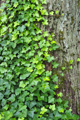 English Ivy or Hedera helix. Ivy green branches against a gray bark of a tree. Natural background