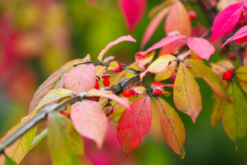 Euonymus sacrosancta branch with red berries in autumn garden. Golden fall, spindle tree