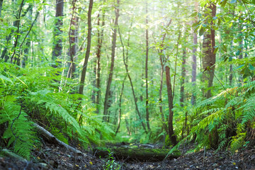 Fototapeta premium Fern in the forest, view from below, lush rainforest summer path