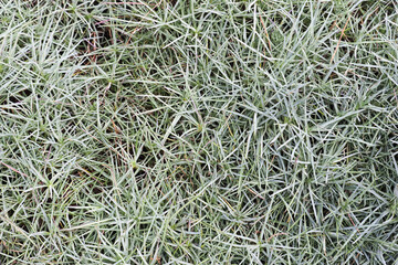 Gray ground cover leaves of Dianthus gratianopolitanus, autumn nature background