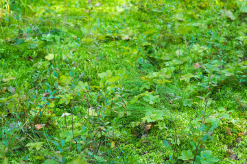Green leaves in the swamp, wild rosemary, lingonberry. Cloudberries, mosses and lichens, swamp...