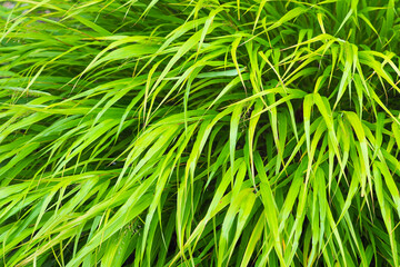 Hakonechloa macra, an cultural decorative cereal in garden, green herb background