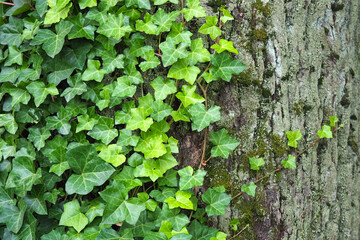 Hedera helix or English Ivy. Ivy green branches against a gray bark of a tree. Natural background