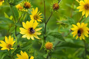 Honey plant, bumblebees on flowers. Yellow flowers of Helianthus Lemon Queen in garden. Sunflower small-headed or Helianthus microcephalus