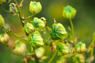 Ripening seedheads of the bulbous garden plant lilium