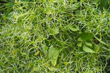 Obraz premium Ripening seeds of clematis in autumn garden, cloud seeds