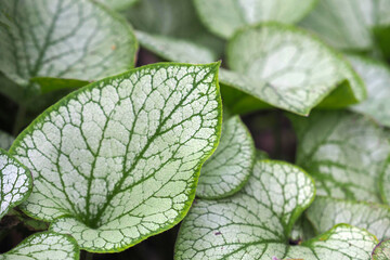 Silvery green leaves of Heartleaf brunnera, Siberian bugloss or Brunnera macrophylla Jack Frost