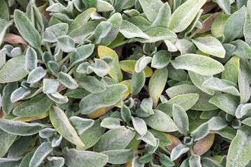 Top view of silvery shaggy leaves of lamb's-ear plants or stachys byzantina, stachys lanata, woolly...